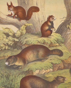 Antique Squirrels - Original Lithograph - Late 19th Century