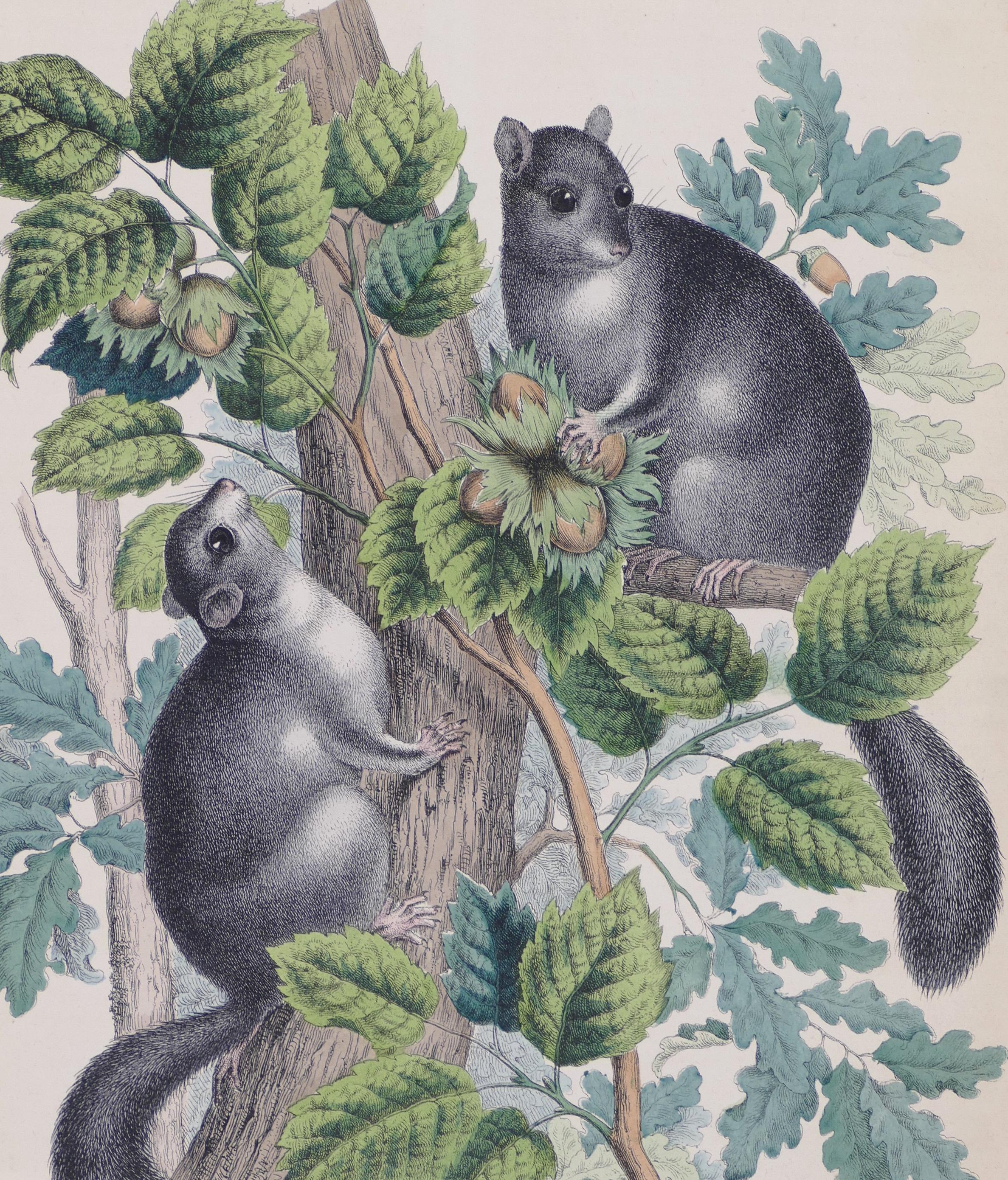 Squirrels with Hazelnuts  - Original Lithograph - 1860 - Print by Unknown