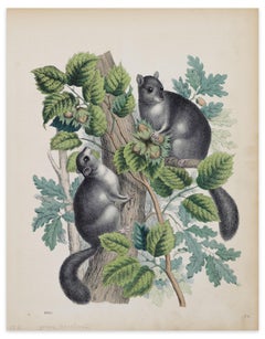 Eichhörnchen mit Hazelnussholz  - Originallithographie - 1860