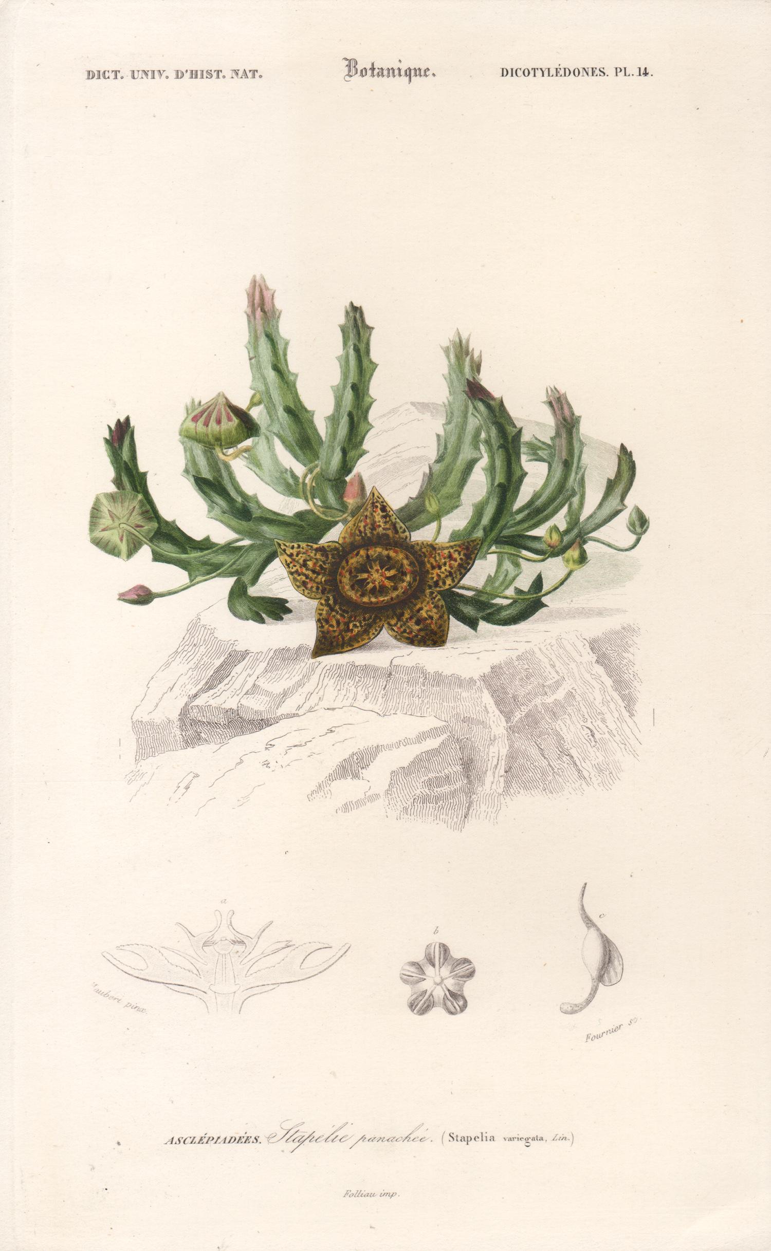 Unknown Still-Life Print - Stapelia variegata, French botanical engraving, 1849