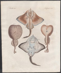 Sting Rays, Kupferstich mit Original-Handkolorierung, um 1815