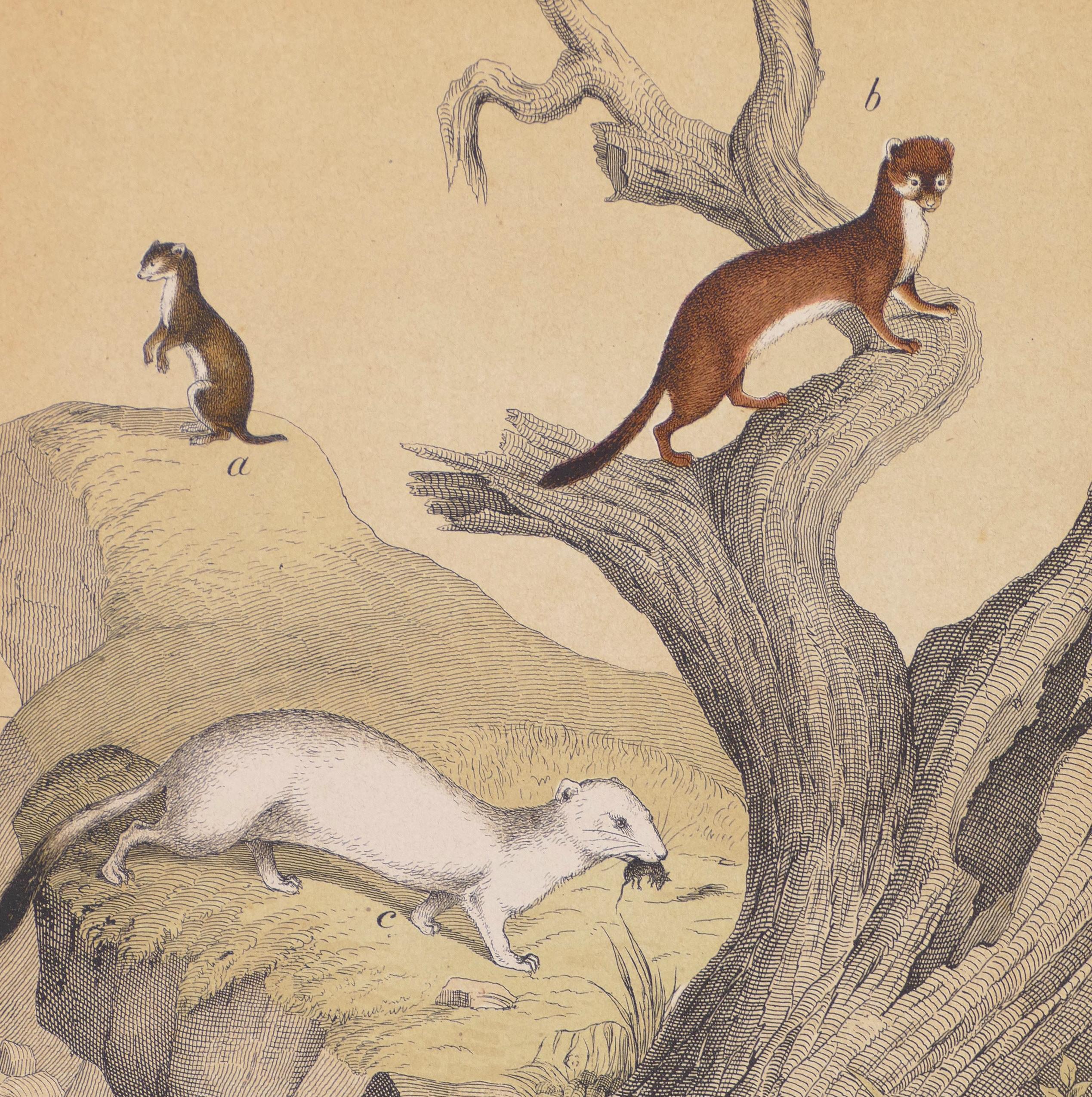 Stoats on a Rock - Original Lithograph - Late 19th Century - Print by Unknown
