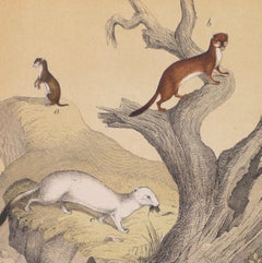Stoats on a Rock - Lithograph - Late 19th Century