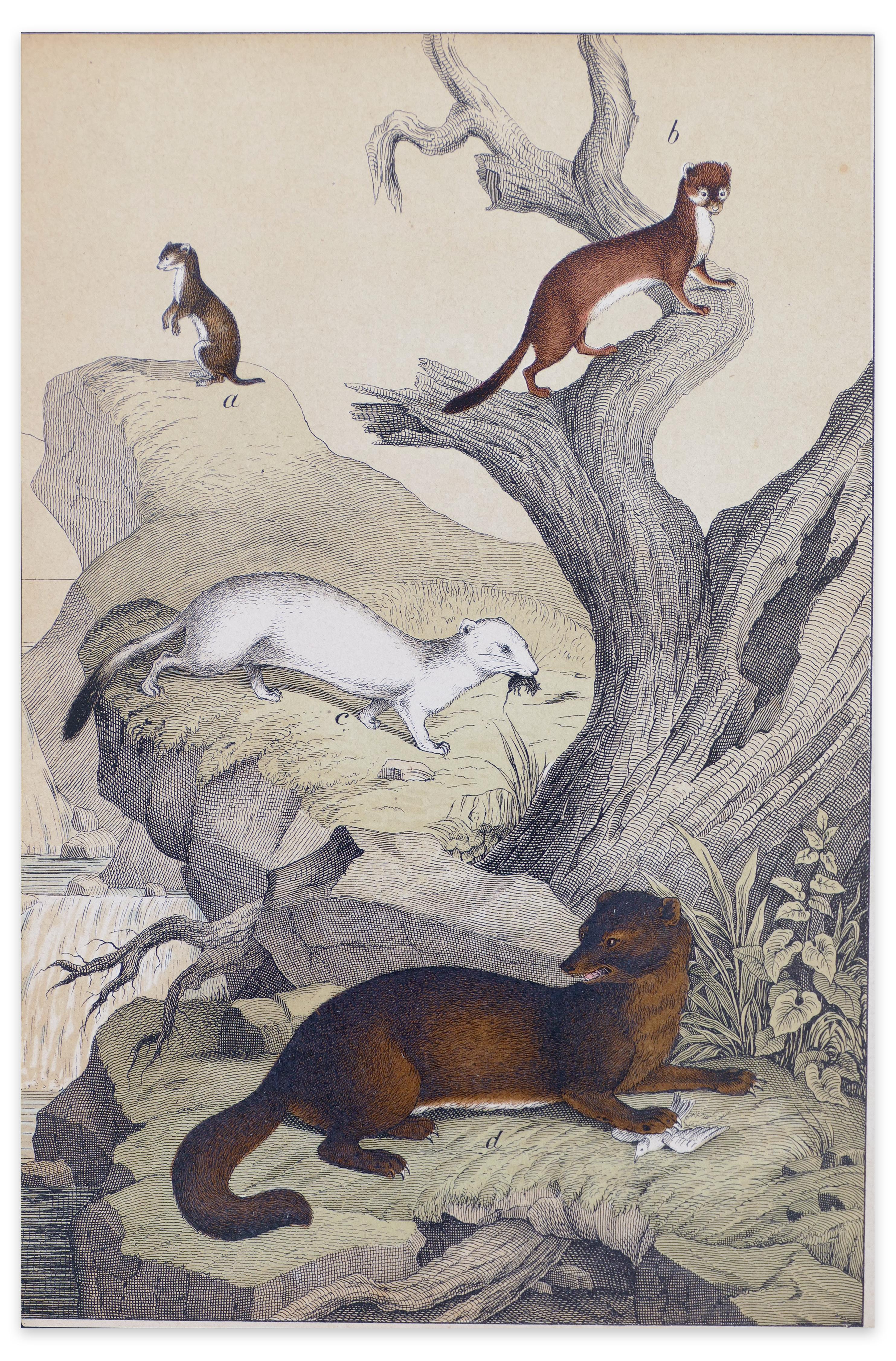 Stoats on a Rock - Original Lithograph - Late 19th Century
