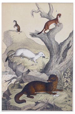 Stoats on a Rock - Lithographie originale - fin du 19ème siècle