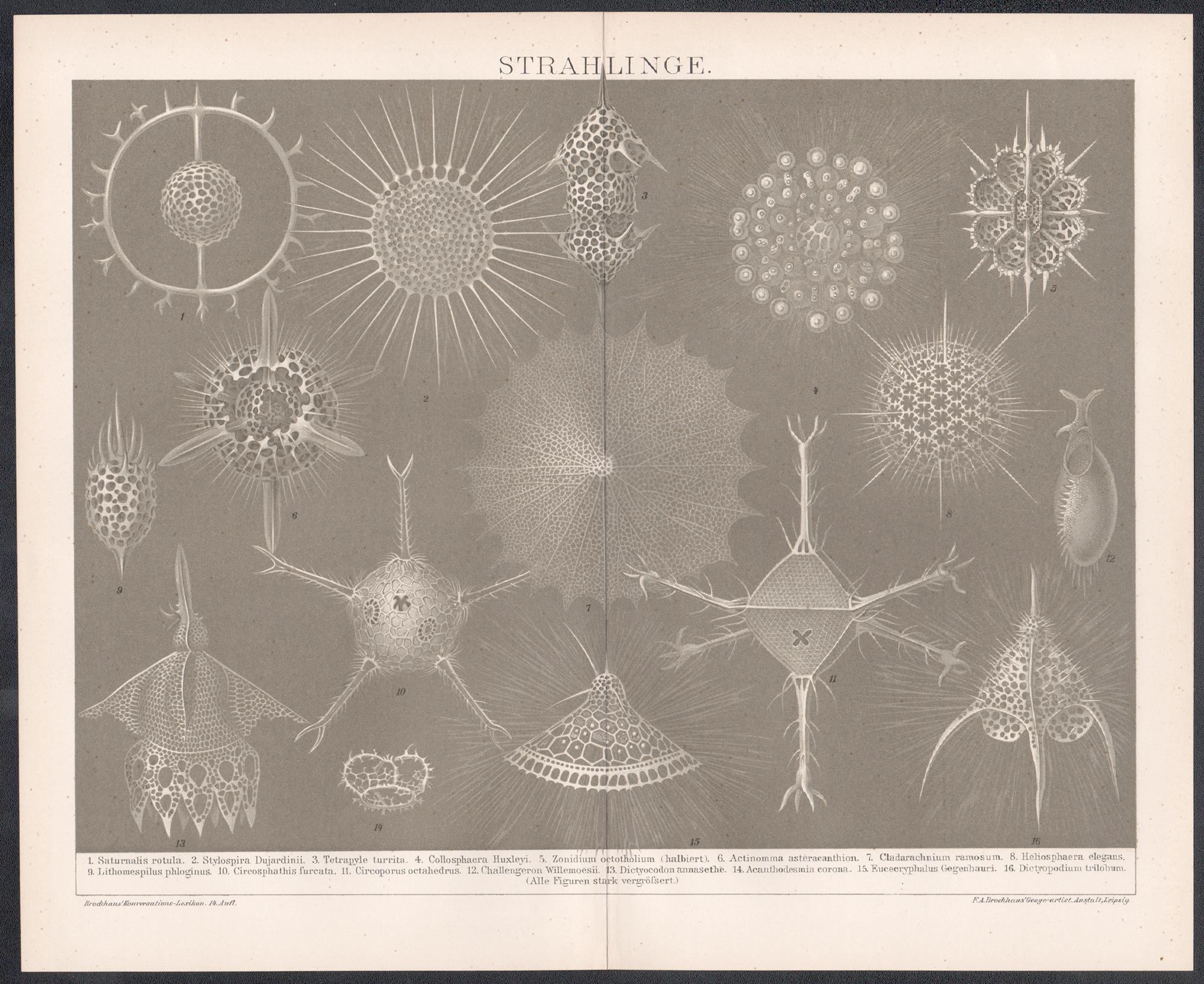 Strahlinge (Protozoa - Radiolarians or Radioza) German antique lithograph print - Print by Unknown