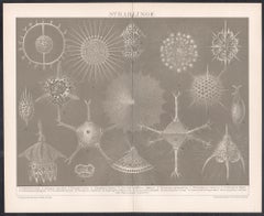 Strahlinge (Protozoa - Radiolarians or Radioza) German antique lithograph print