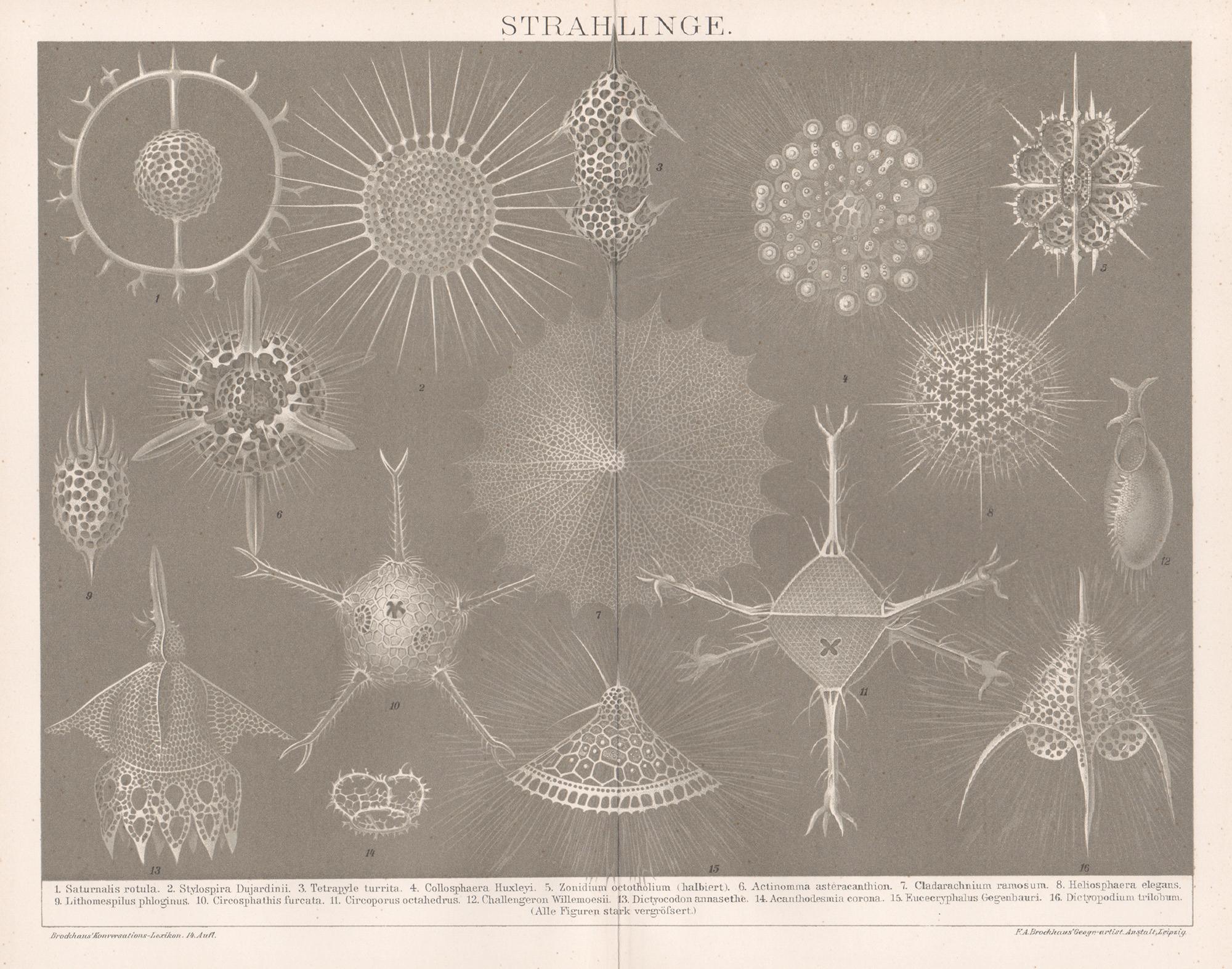 Strahlinge (Protozoa – Radiolarians oder Radioza) Deutscher antiker Lithographiedruck