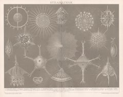 Strahlinge (Protozoa - Radiolarians ou Radioza - Lithographie allemande ancienne