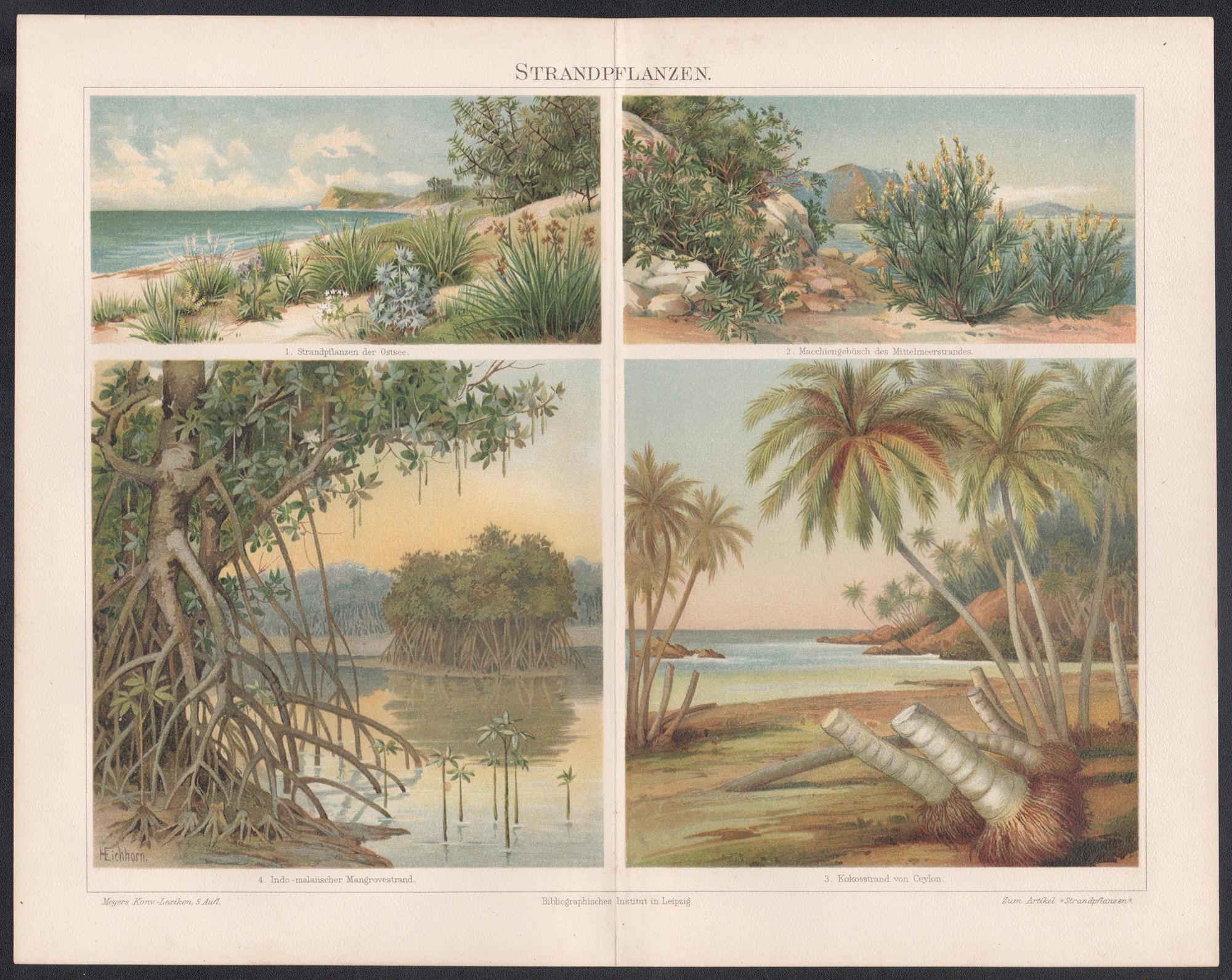 Strandpflanzen (Beach plants), German antique botanical print - Print by Unknown