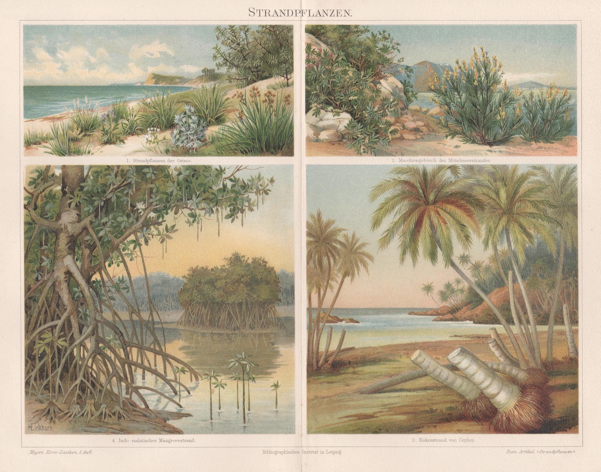 Unknown Landscape Print – Strandpflanzen (Blumenpflanzen), deutscher antiker botanischer Druck
