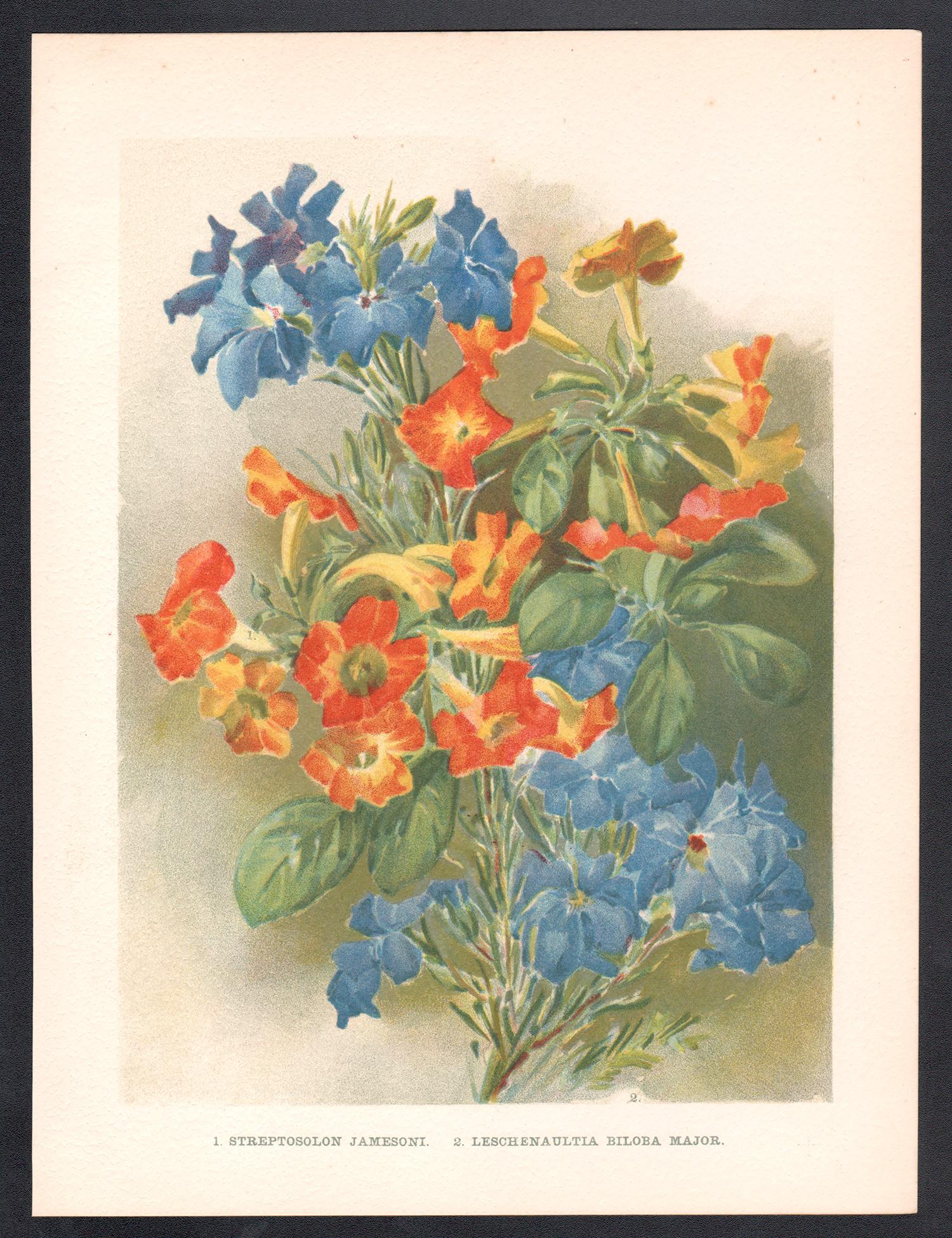 Streptosolon, cromolitografía botánica de flores antiguas inglesas, 1896 - Print de Unknown
