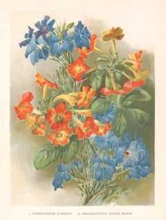 Streptosolon, English antique flower botanical chromolithograph, 1896