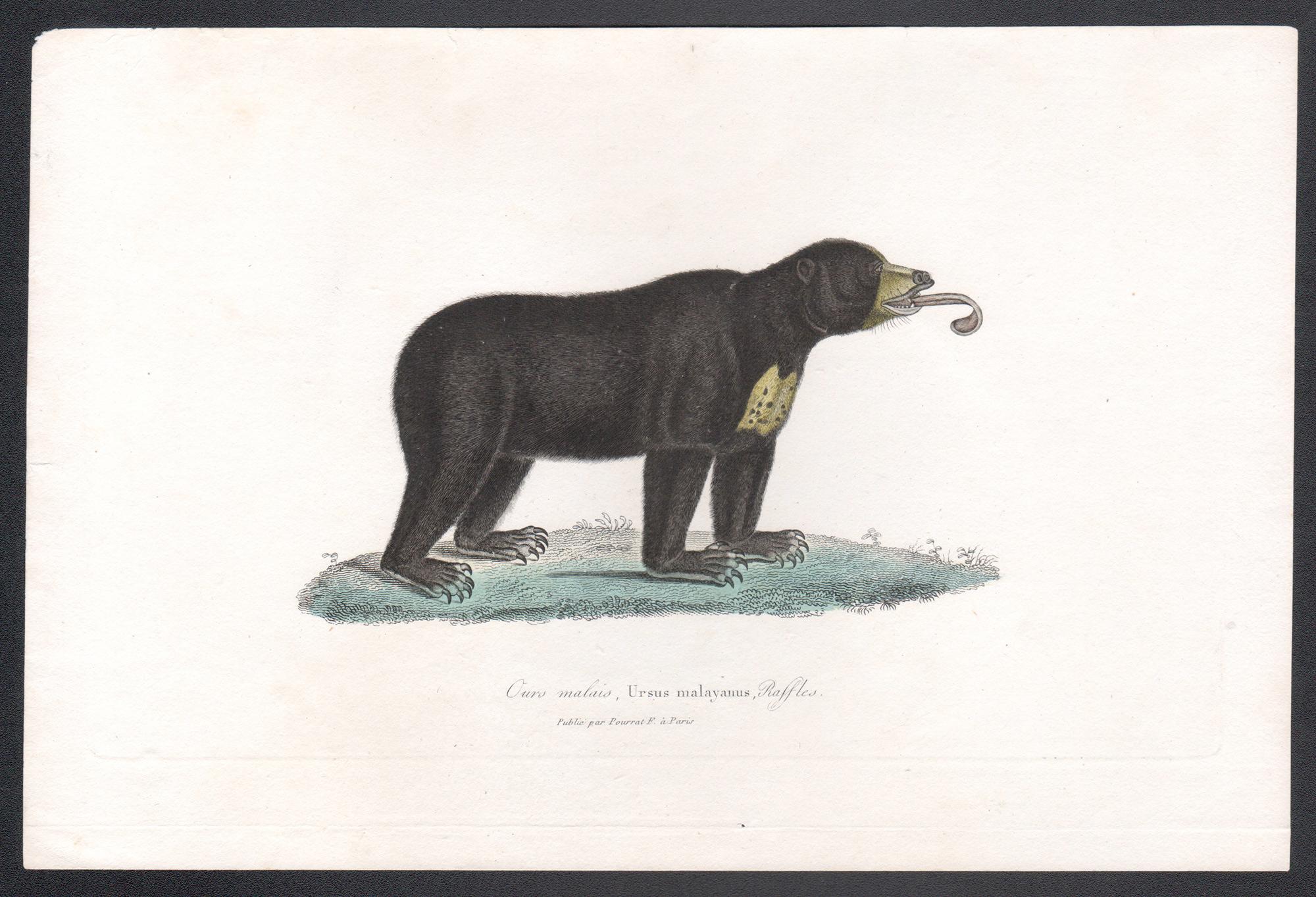 Sun Bear - Ursus malayanus, mid 19th French century engraving - Print by Unknown