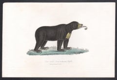 Sun Bear - Ursus malayanus, mid 19th French century engraving