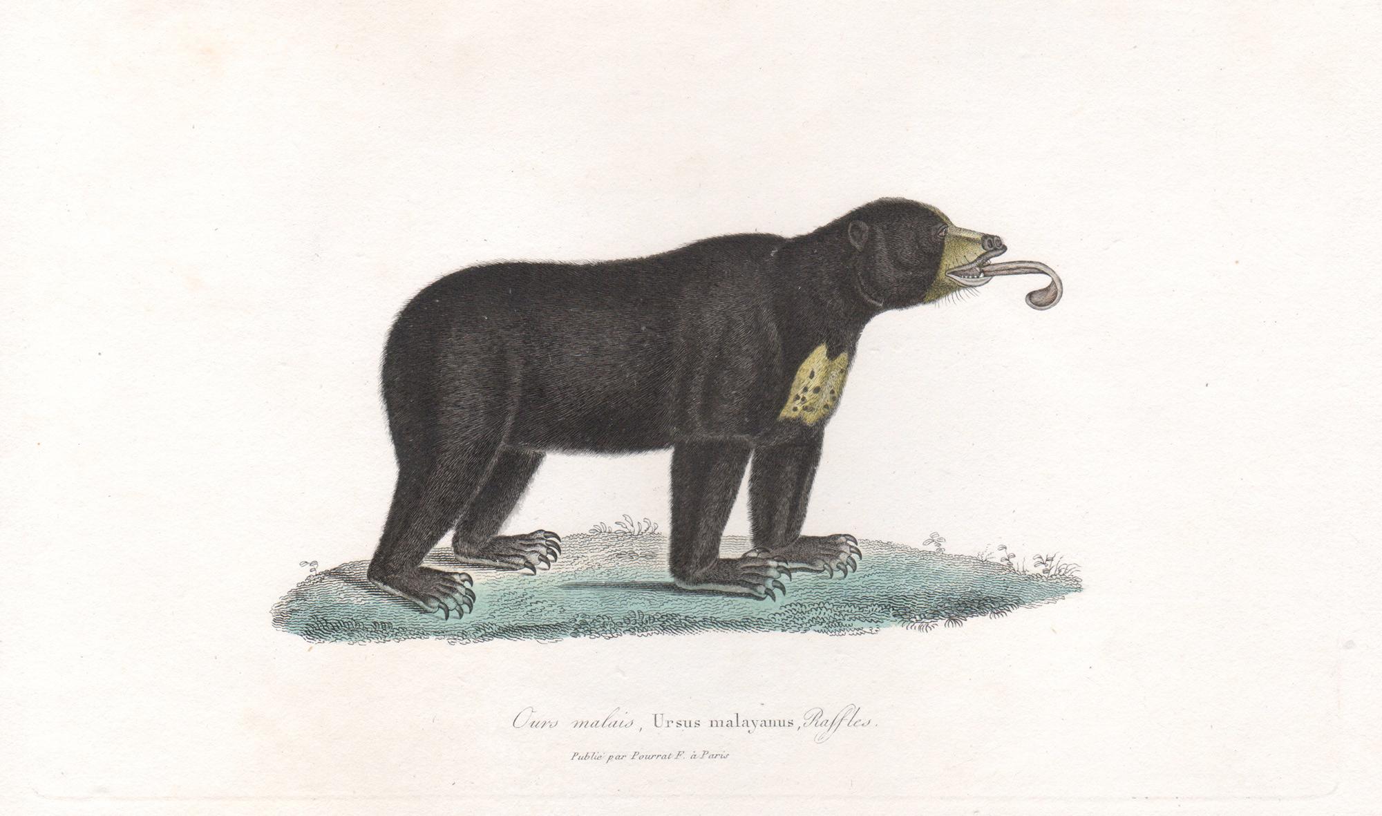 Unknown Animal Print - Sun Bear - Ursus malayanus, mid 19th French century engraving