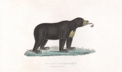 Sun Bear - Ursus malayanus, mid 19th French century engraving