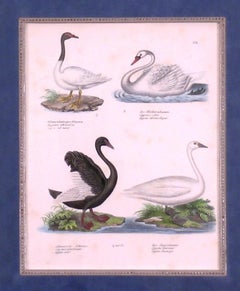 Swans.  4 Species.  Plate 114
