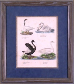 Swans.  4 Species.  Plate 114