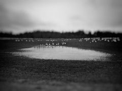 Swans and Ice, Archival Pigment Print by Joseph Rossano, 2019
