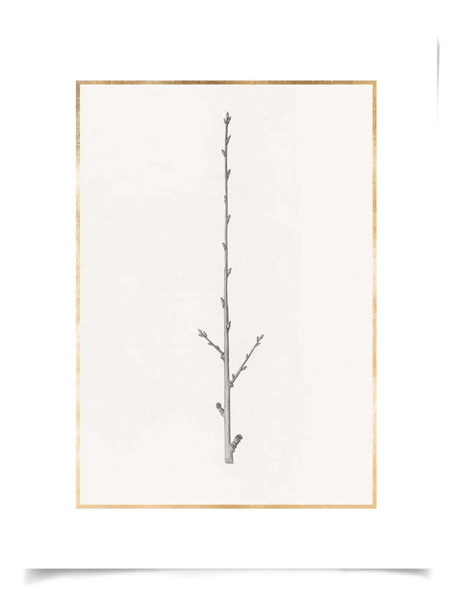 Unknown Print - Taccani Branches, No. 4, gold leaf, silkscreen, unframed