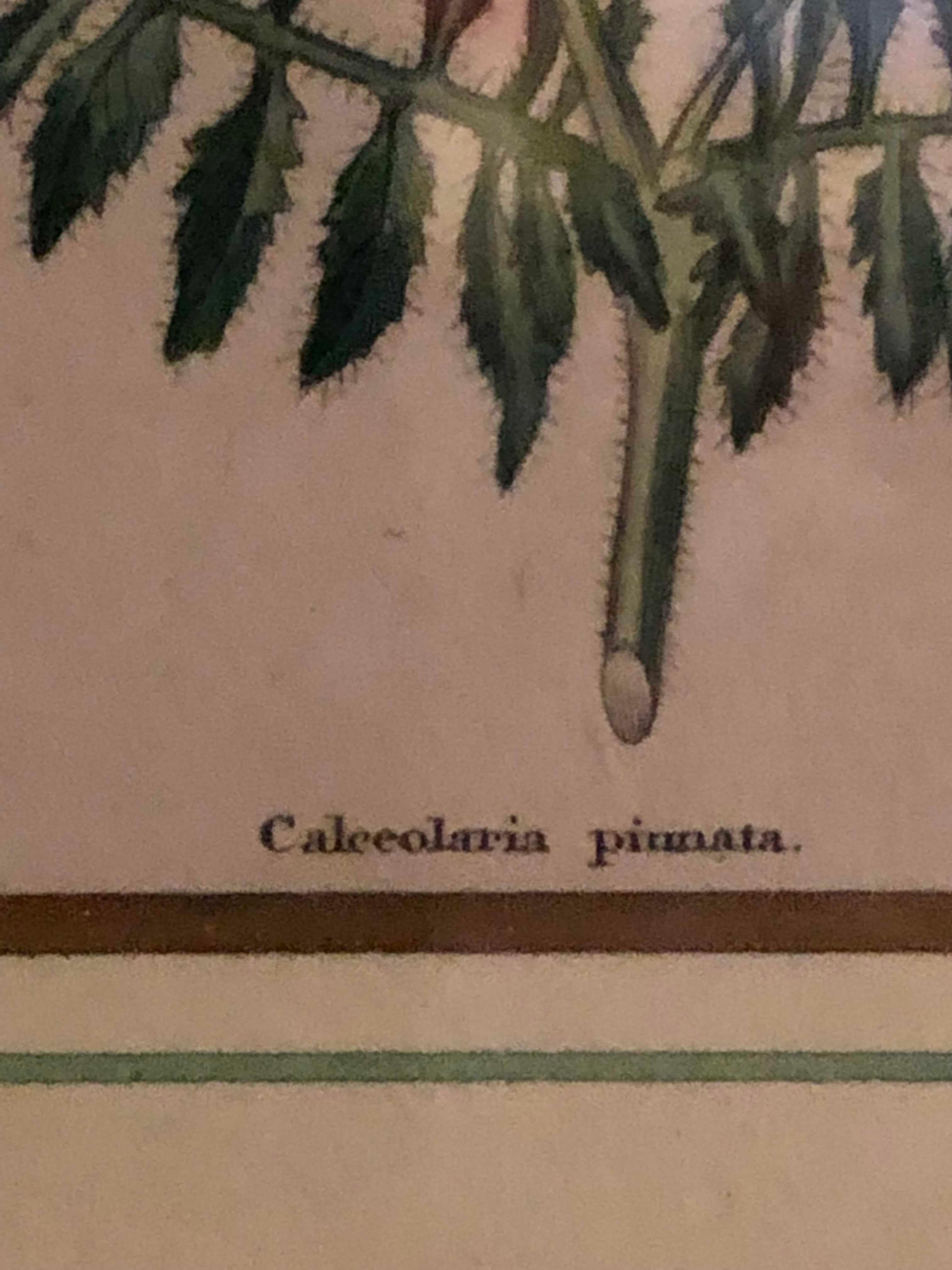 Ten Copperplate Engravings in Gilt Frames by Benjamin Maund, Judy Cormier Framed For Sale 4