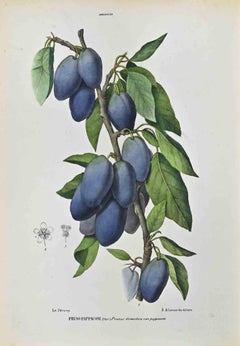 Las Amiddaleas - Litografía de Vincenzo Tenore - Años 1870