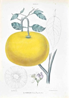 The Auranziaceae - Lithograph by Vincenzo Tenore - 1870s