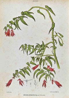 Le Begovinaceae - Litografia di Vincenzo Tenore - Anni '70 del XIX secolo