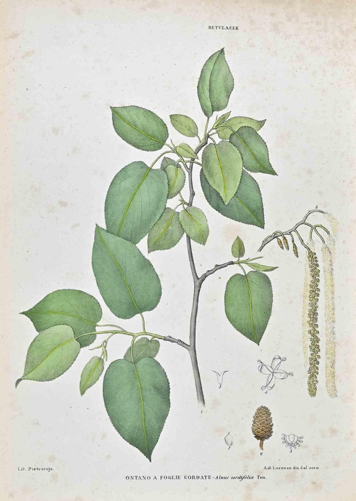Unknown Figurative Print - The Betulaceae - Lithograph by Vincenzo Tenore - 1870s