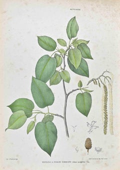 Las Betuláceas - Litografía de Vincenzo Tenore - Años 1870