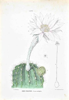 Los Cactus - Litografía de Vincenzo Tenore - Años 1870