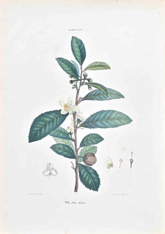 Las Cameliáceas  - Litografía de Vincenzo Tenore - Años 1870