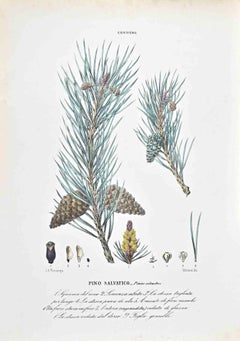 Las coníferas  - Litografía de Vincenzo Tenore - Años 1870