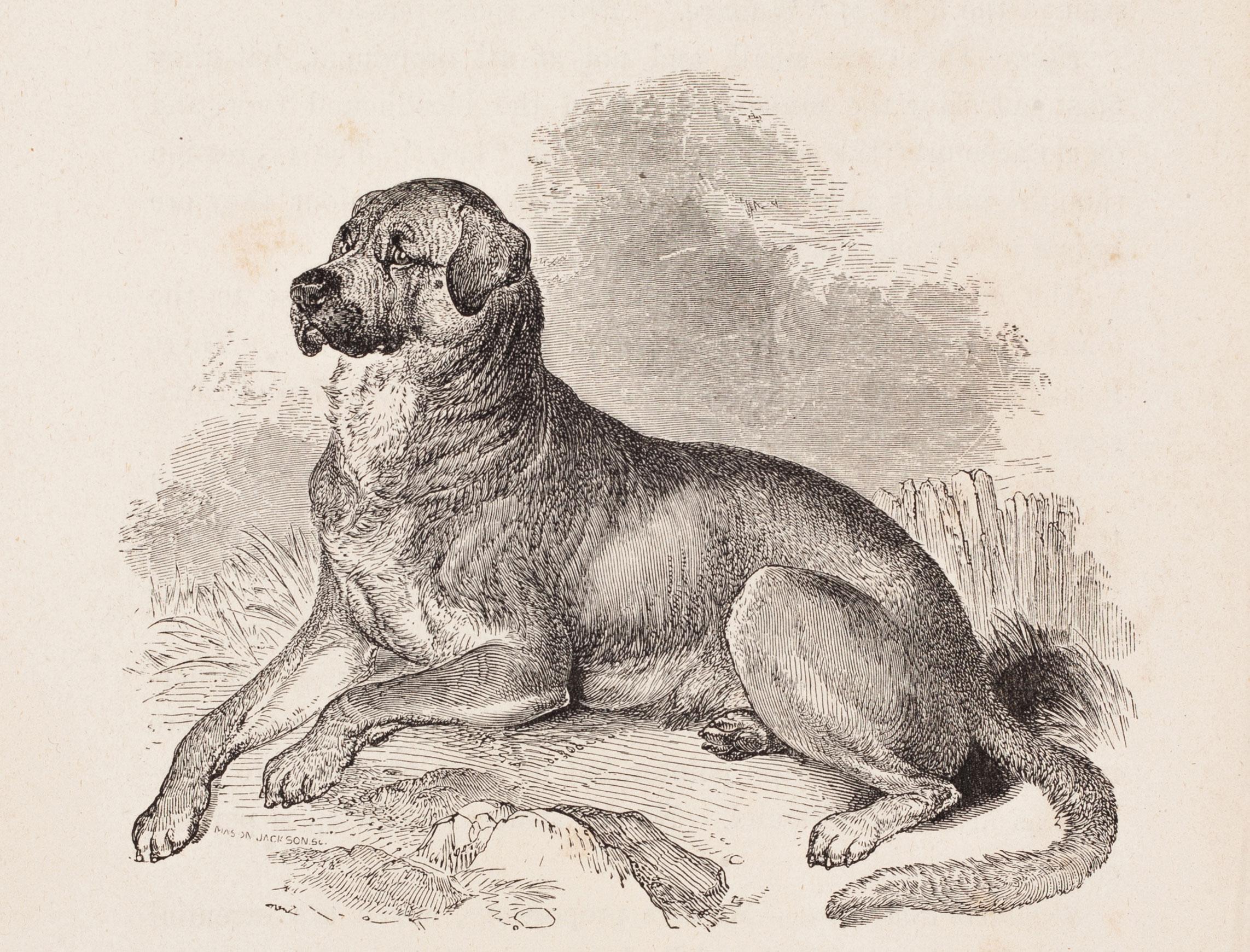 Unknown Print - The Cuban Mastiff