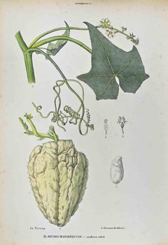 Las Cucurbitáceas - Litografía de Vincenzo Tenore - Años 1870