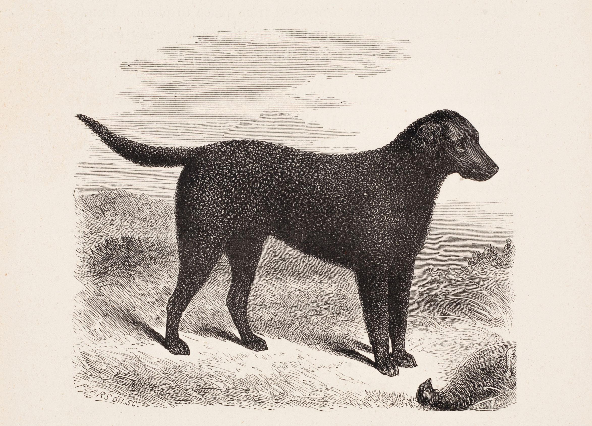 Unknown Print - The Curly Coated Retriever