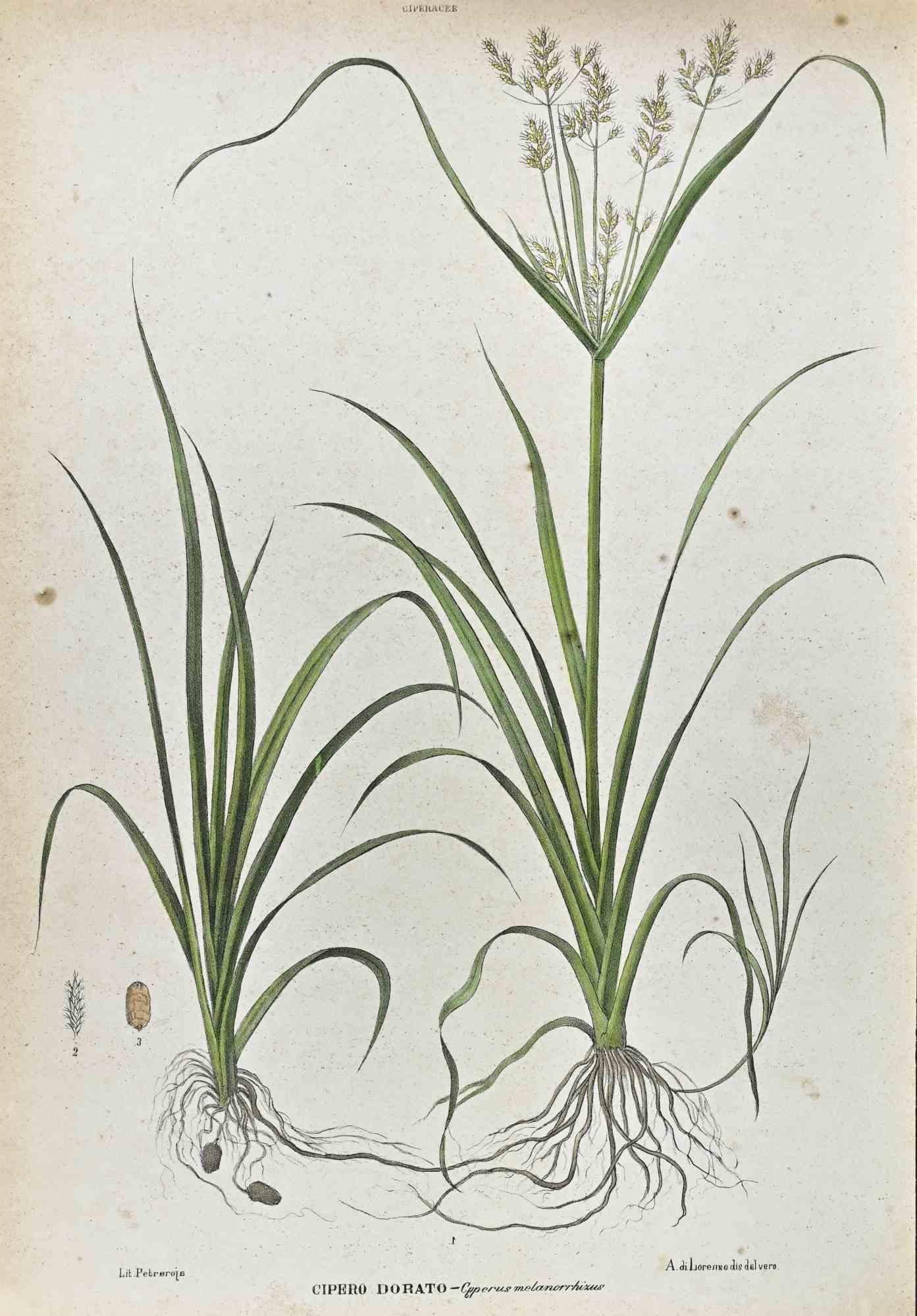 Les cyperaceae - Lithographie de Vincenzo Tenore - années 1870