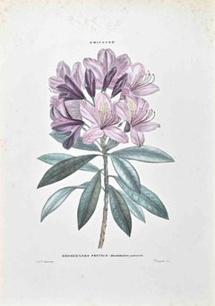 The Ericaceous - Lithographie von Vincenzo Tenore - 1870er Jahre