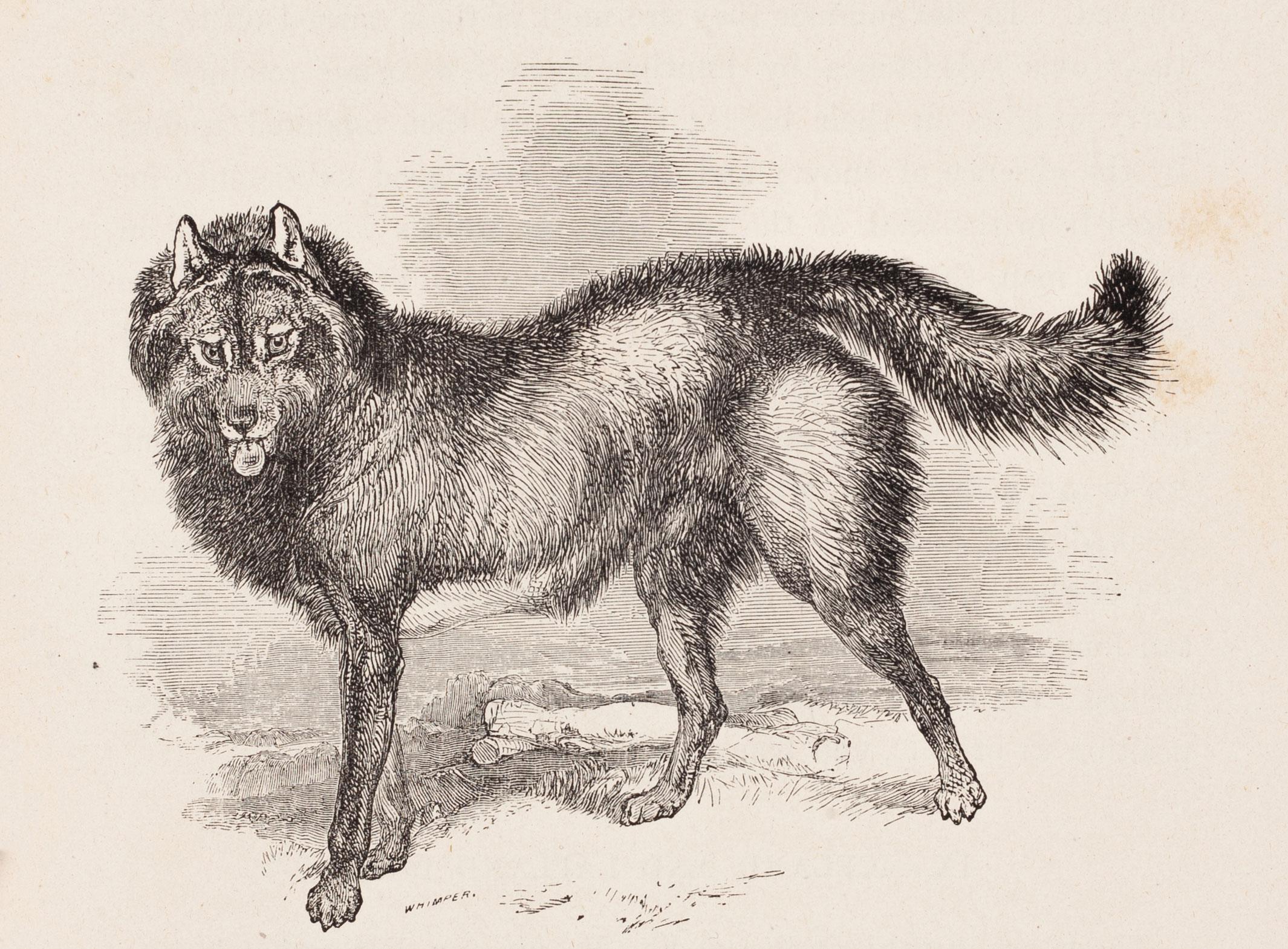Unknown Animal Print - The Esquimaux Dog