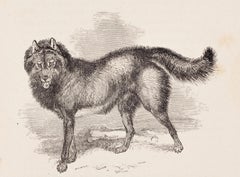 Antique The Esquimaux Dog