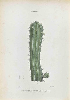 Le Euphorbiaceae - Litografia di Vincenzo Tenore - Anni '70 del XIX secolo