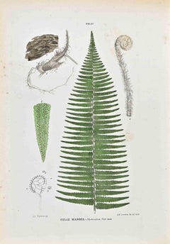 The Ferns - Lithograph by Vincenzo Tenore - 1870s