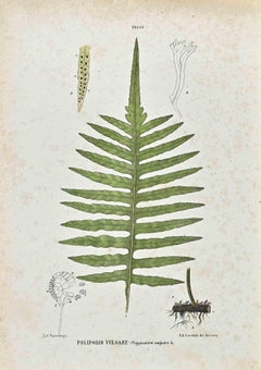 The Ferns - Lithograph by Vincenzo Tenore - 1870s