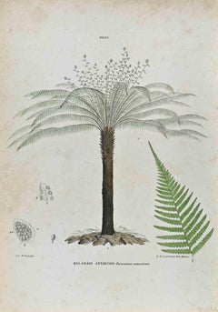 The Ferns - Lithograph by Vincenzo Tenore - 1870s
