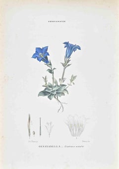 Las Gencianáceas - Litografía de Vincenzo Tenore - Años 1870