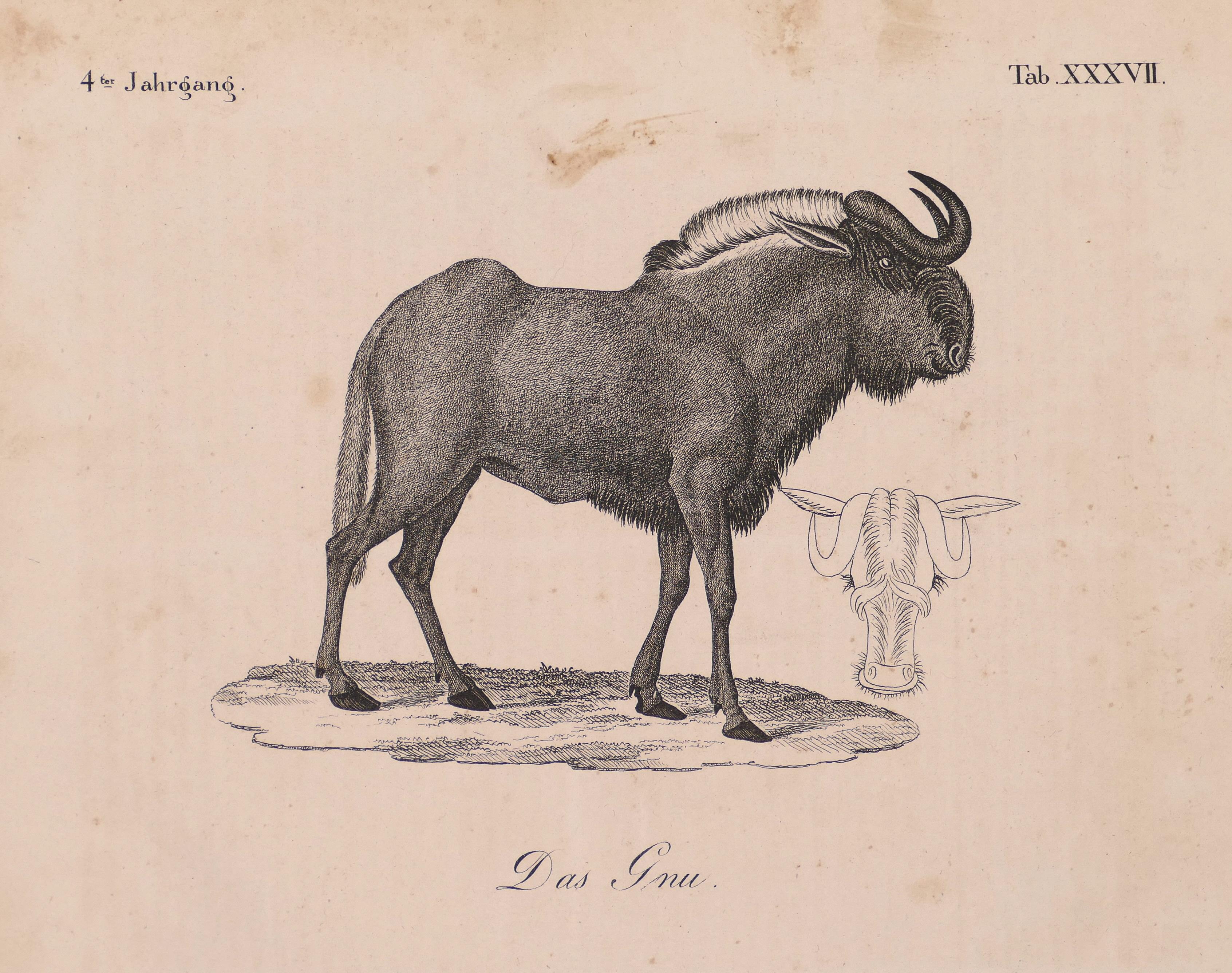 Original Lithographie „Gnu“ – Ende des 19. Jahrhunderts – Print von Unknown
