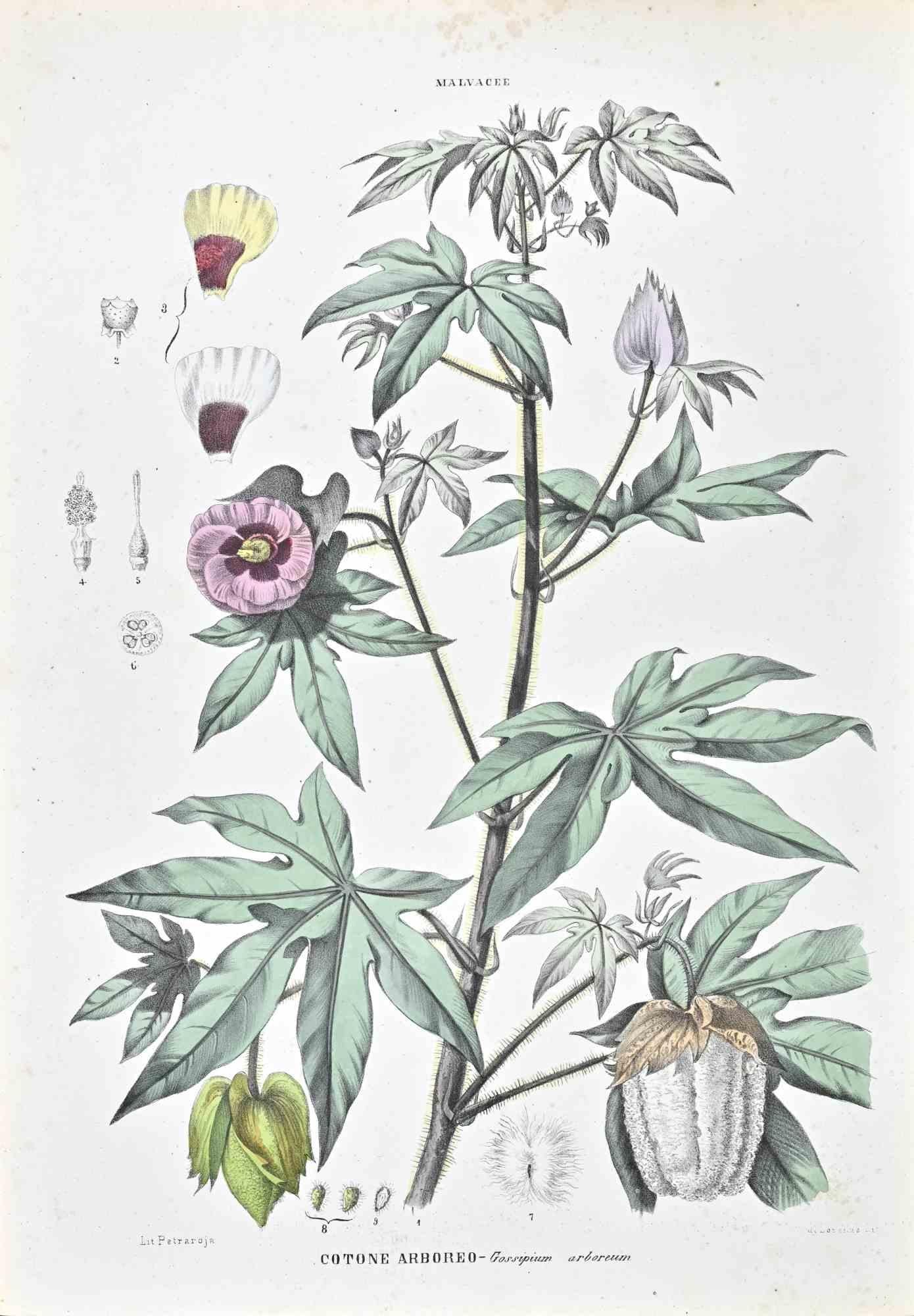 Unknown Figurative Print - The Hollyhocks - Lithograph by Vincenzo Tenore - 1870s