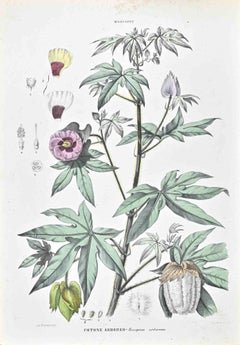 Las Malvarrosas - Litografía de Vincenzo Tenore - Años 1870