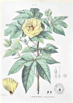 Las Malvarrosas - Litografía de Vincenzo Tenore - Años 1870